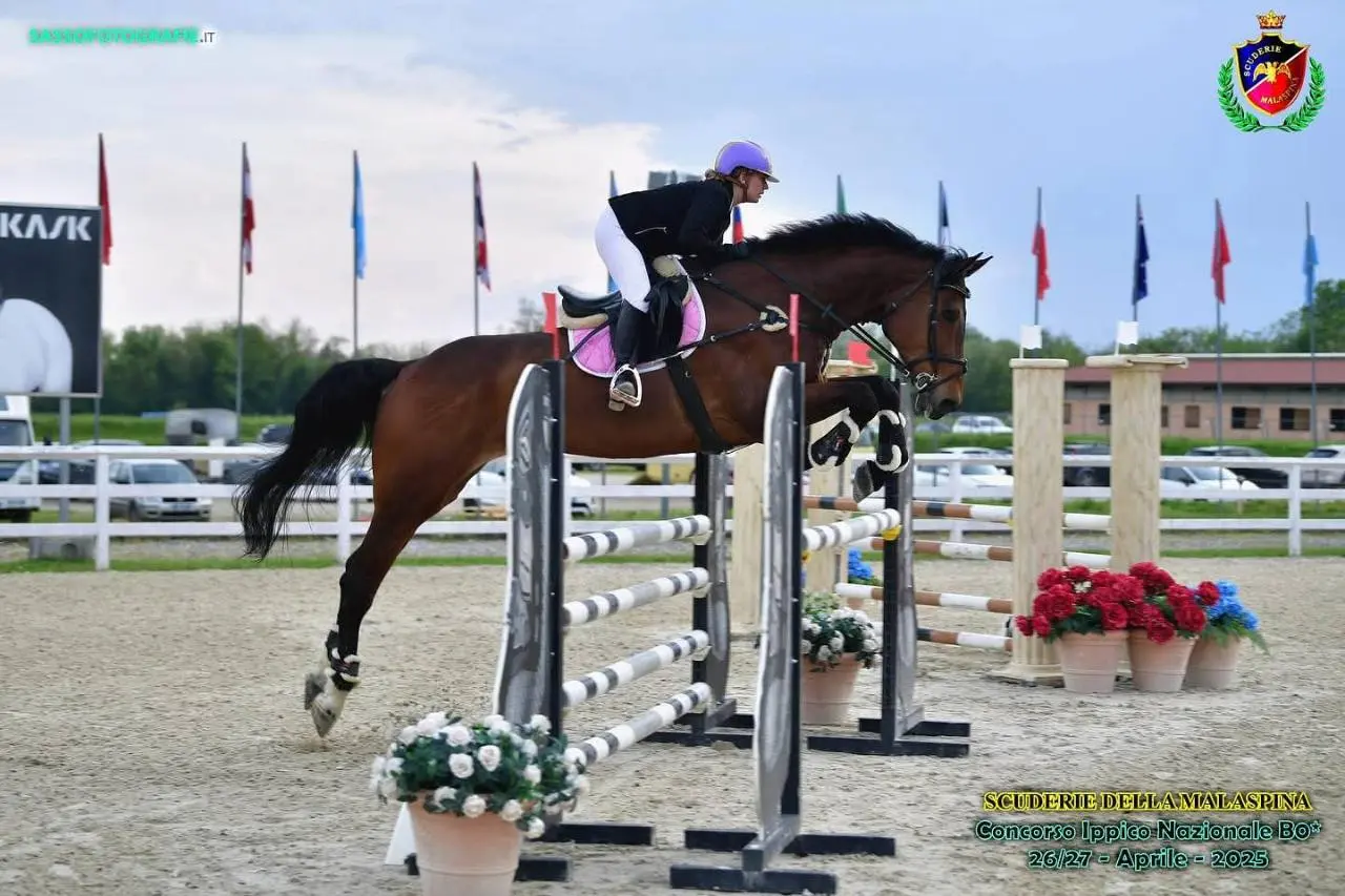 Cavaliere su cavallo baio in salto ostacoli con sottosella lilla